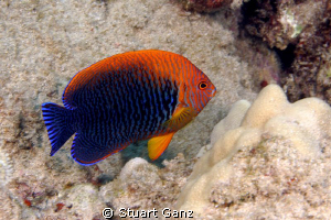 Potters Anglefish. Fairly common on the Hawaiian reef alt... by Stuart Ganz 